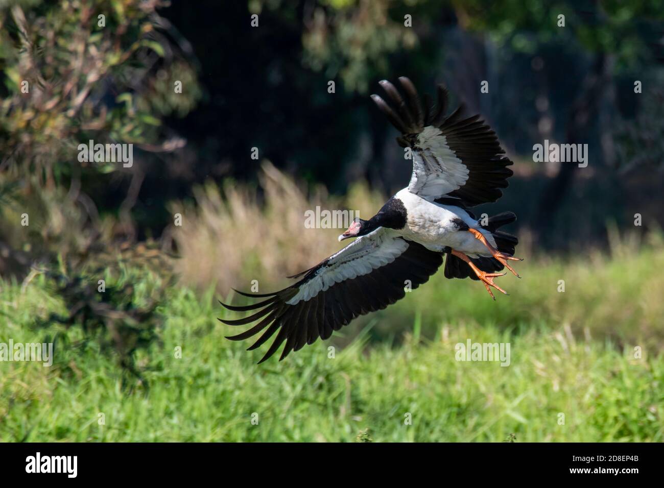 Magpie Goose Anseranas semipalmata Brisbane, Queensland, Australia 8 novembre 2019 Adulto in volo. Anseranatidae Foto Stock