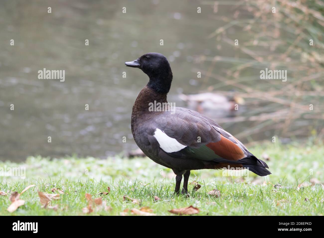 Il Paradise Shelduck (Tadorna variegata) è una grande anatra simile all'oca endemica della Nuova Zelanda. Foto Stock