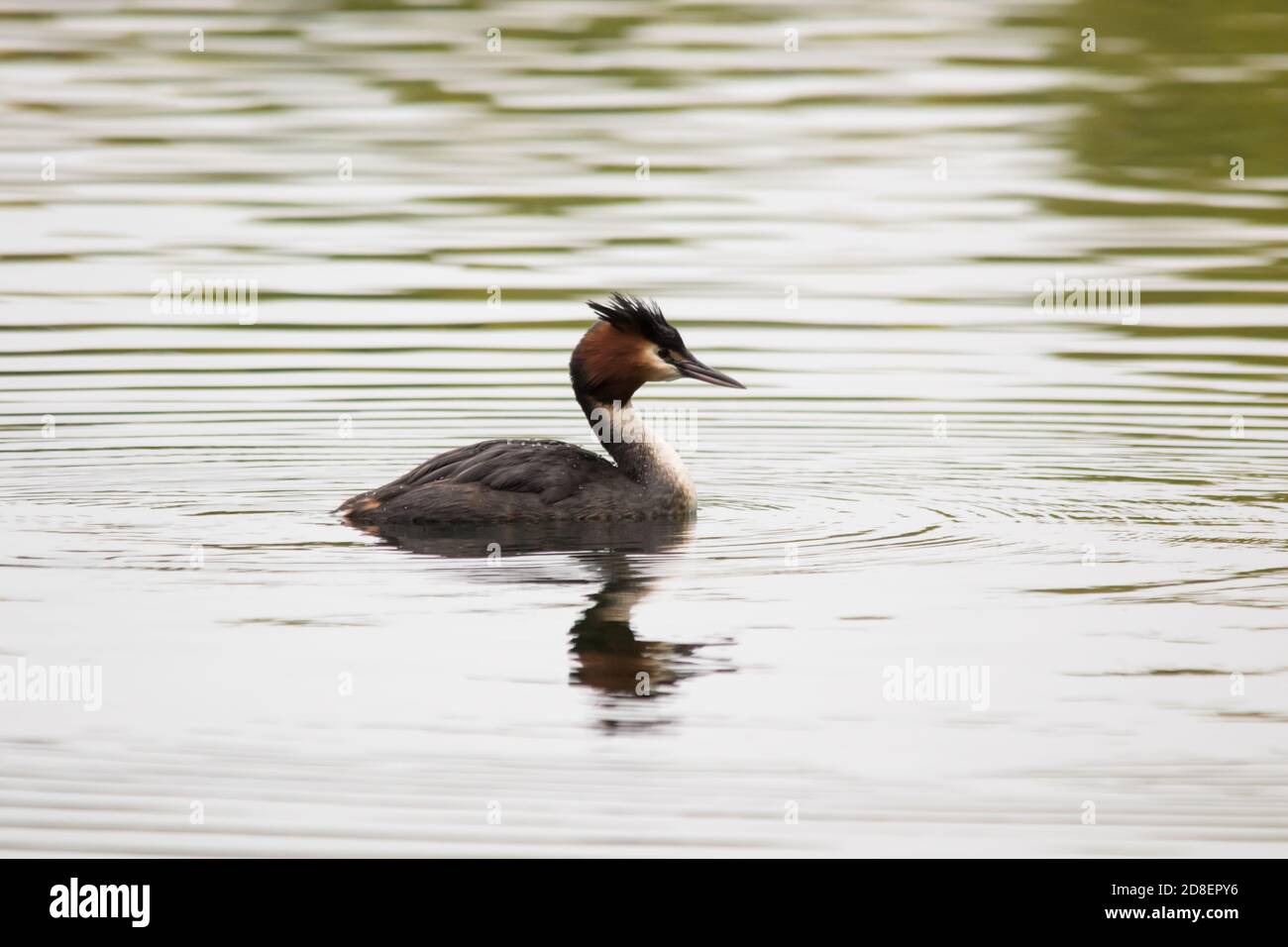 Un grebe australasiano crestato (Podiceps cristatus) che nuota su un lago della Nuova Zelanda. Foto Stock