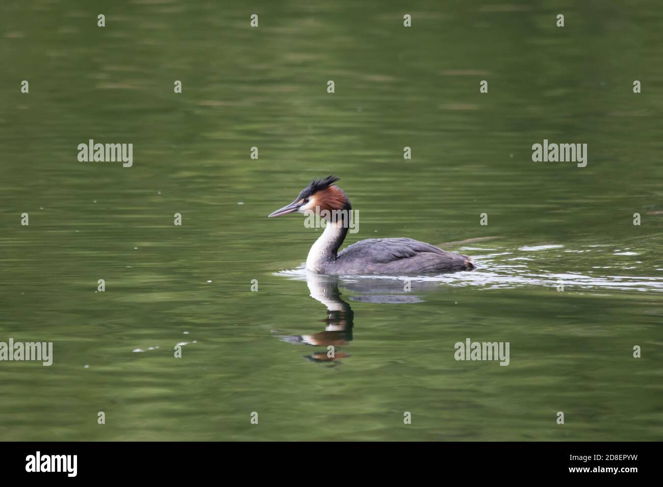 Un grebe australasiano crestato (Podiceps cristatus) che nuota su un lago della Nuova Zelanda. Foto Stock