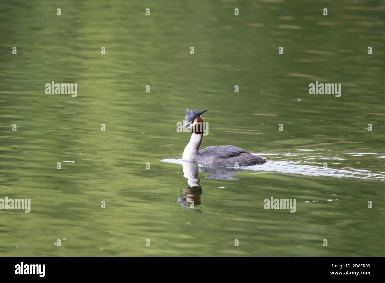 Un grebe australasiano crestato (Podiceps cristatus) che nuota su un lago della Nuova Zelanda. Foto Stock