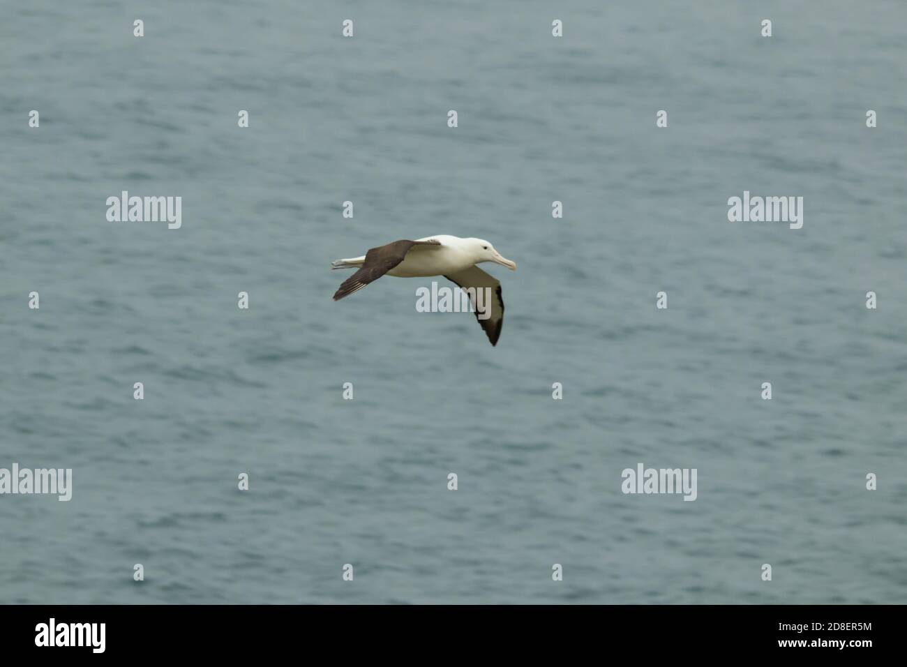 Il Southern Royal Albatross (Diomedea epomophora) è un grande abird della famiglia albatross. Foto Stock