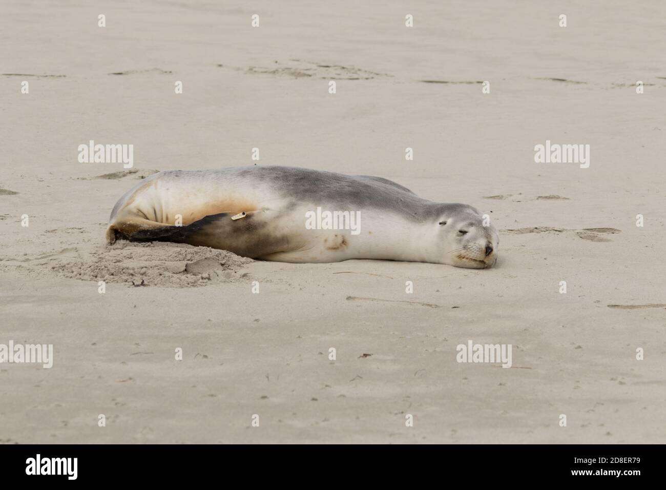 Un leone marino neozelandese (Phocarctos hookeri), conosciuto anche come leone marino di Hooker, e Whakahao, che riposa su una spiaggia di sabbia. Foto Stock