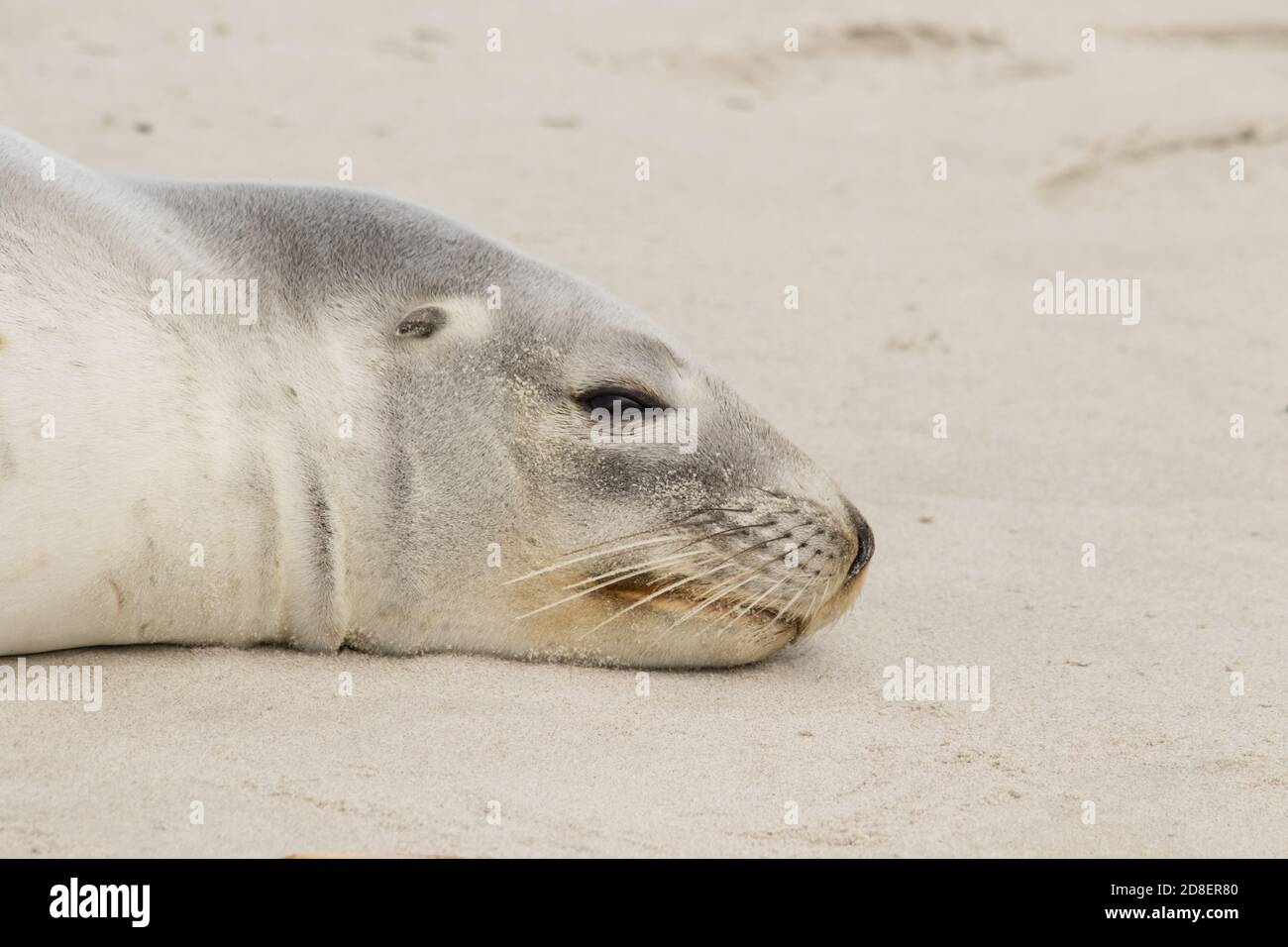 Un leone marino neozelandese (Phocarctos hookeri), conosciuto anche come leone marino di Hooker, e Whakahao, che riposa su una spiaggia di sabbia. Foto Stock