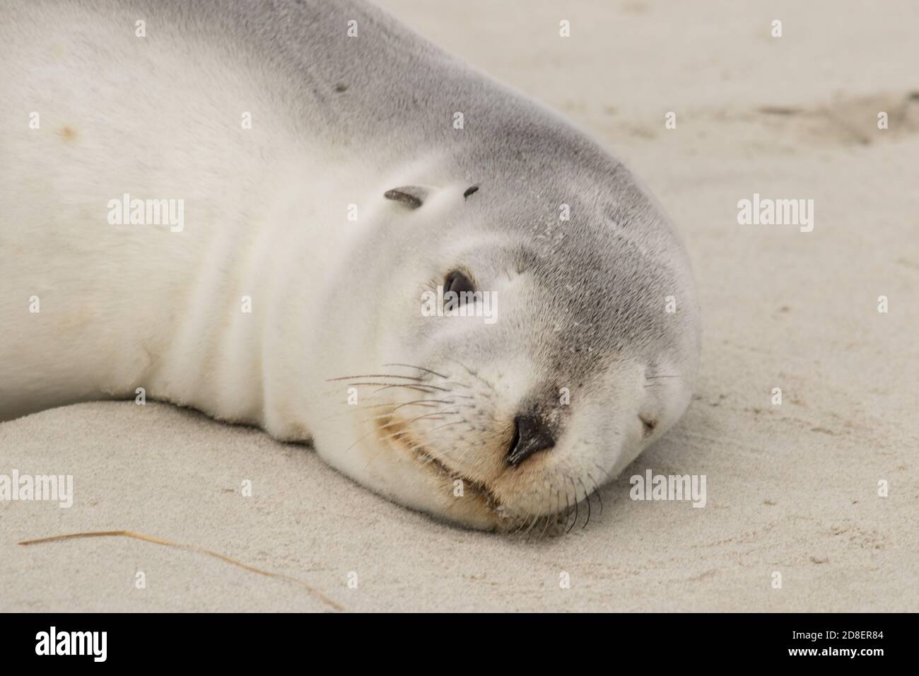 Un leone marino neozelandese (Phocarctos hookeri), conosciuto anche come leone marino di Hooker, e Whakahao, che riposa su una spiaggia di sabbia. Foto Stock