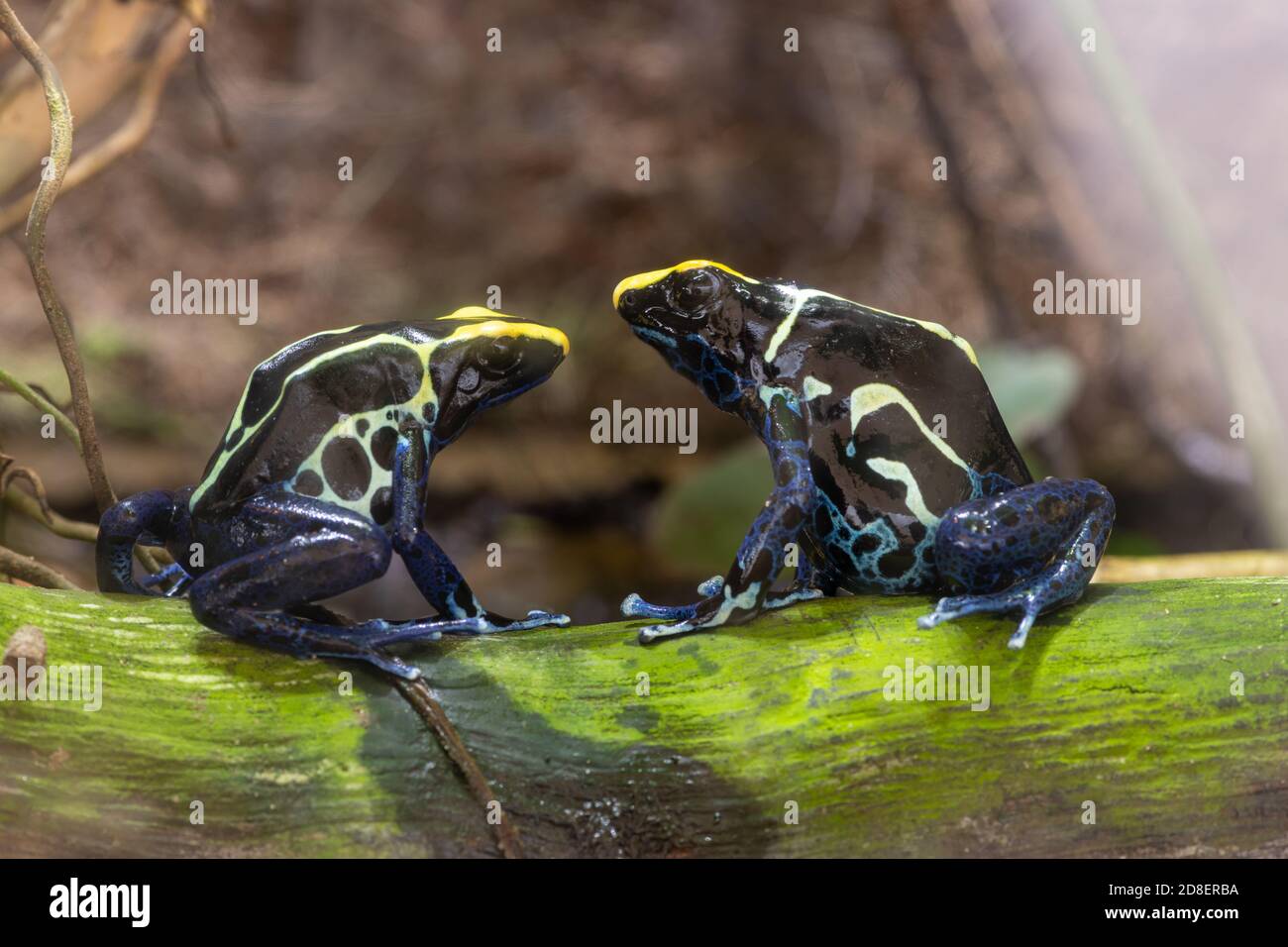 Primo piano di due rane di freccette di veleno in tintura (dendrobates tinctorius) Foto Stock