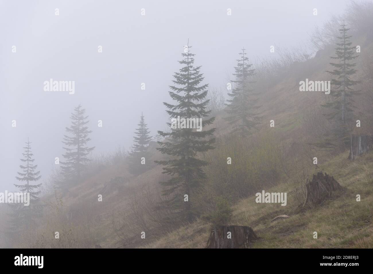 Il Monte Sant Helens Foto Stock