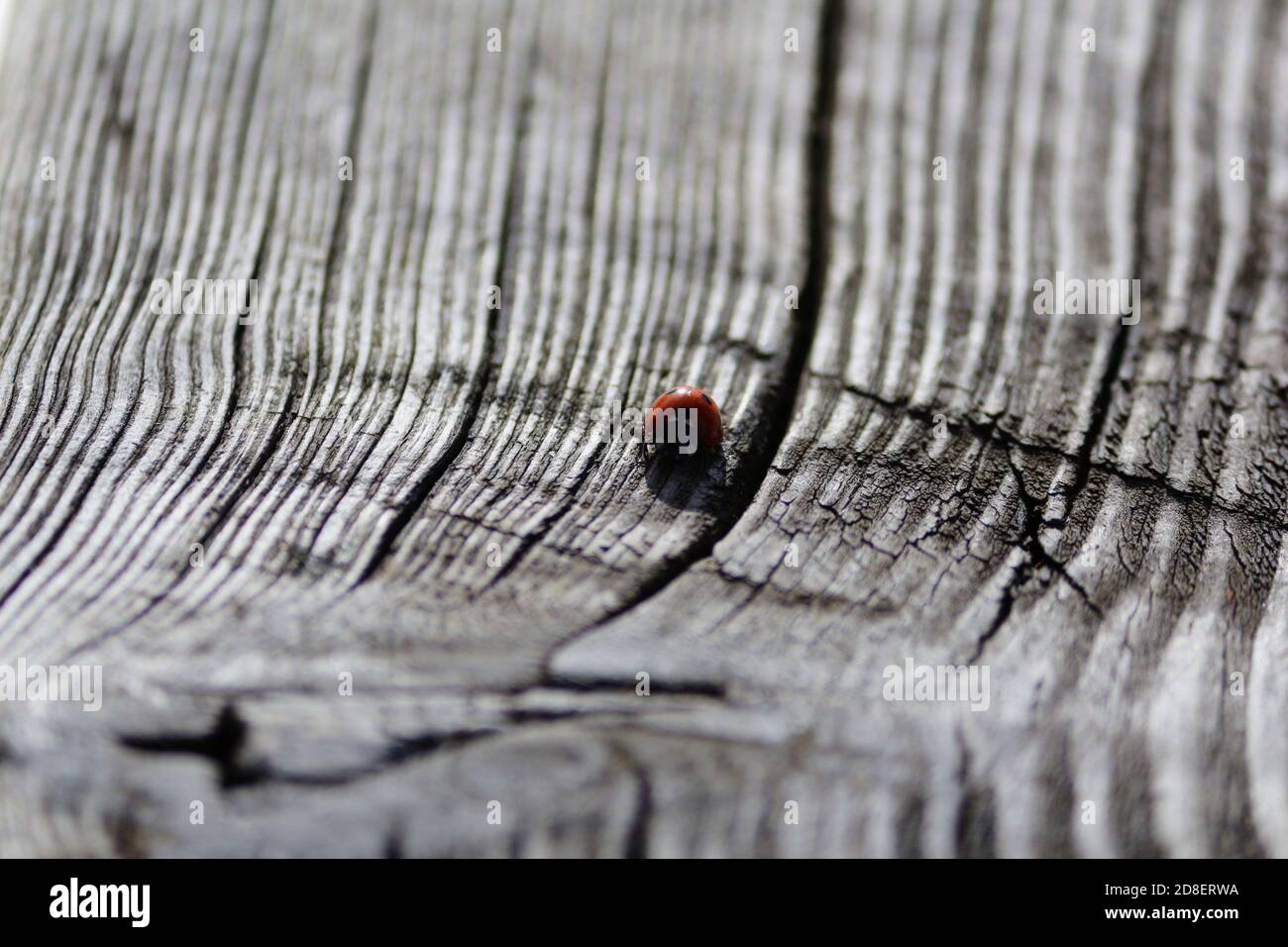 Un piccolo ladybug con macchie nere sulle ali rosse strisciano su una vecchia tavola grigia in legno in una soleggiata giornata autunnale. Ladybug su una superficie di legno. Orizzontale. Foto Stock