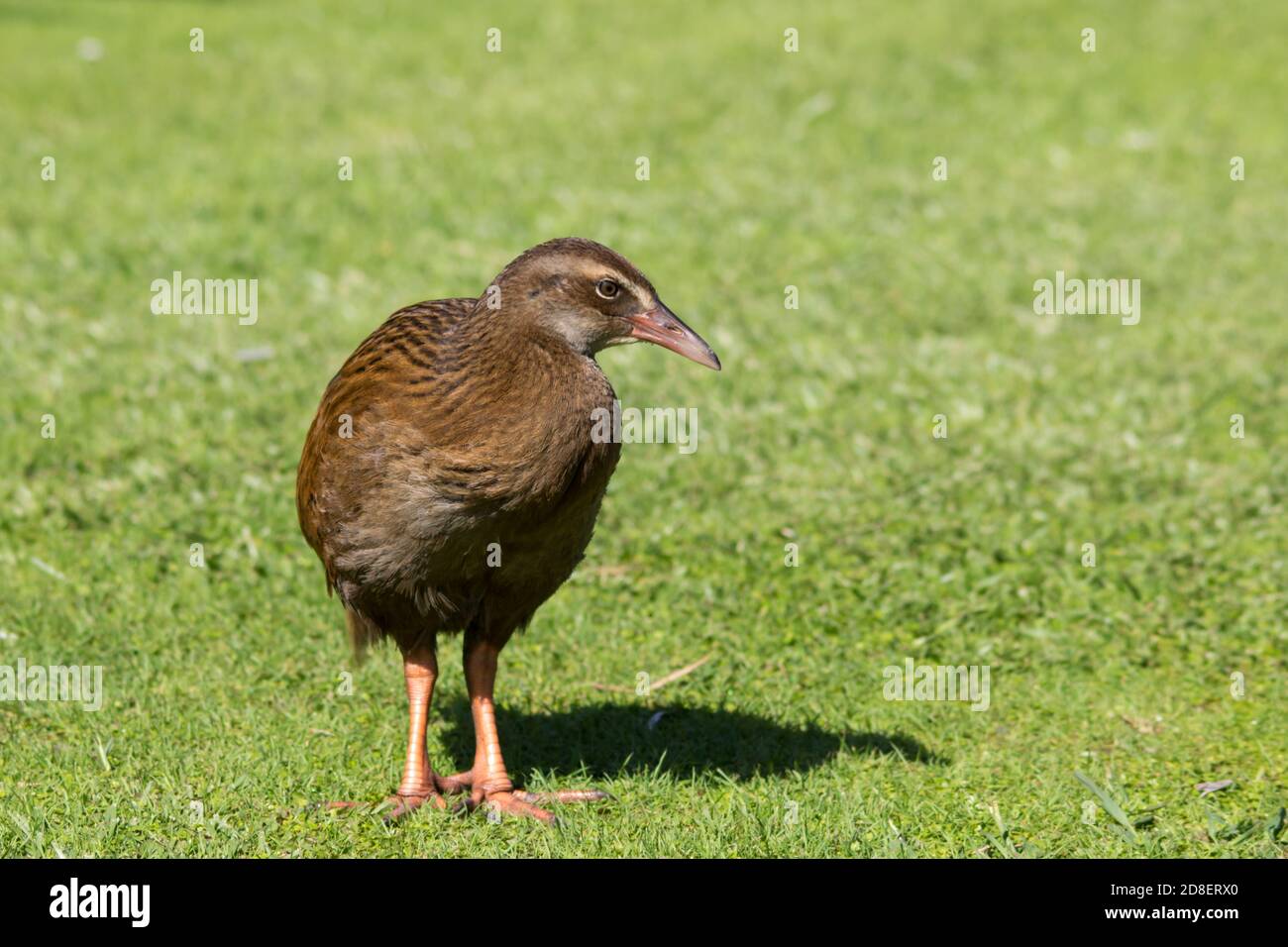 La Weka, nota anche come Māori Hen o Woodhen (Gallirallus australis), è una specie di uccelli senza luce della famiglia dei treni. È endemica della Nuova Zelanda Foto Stock