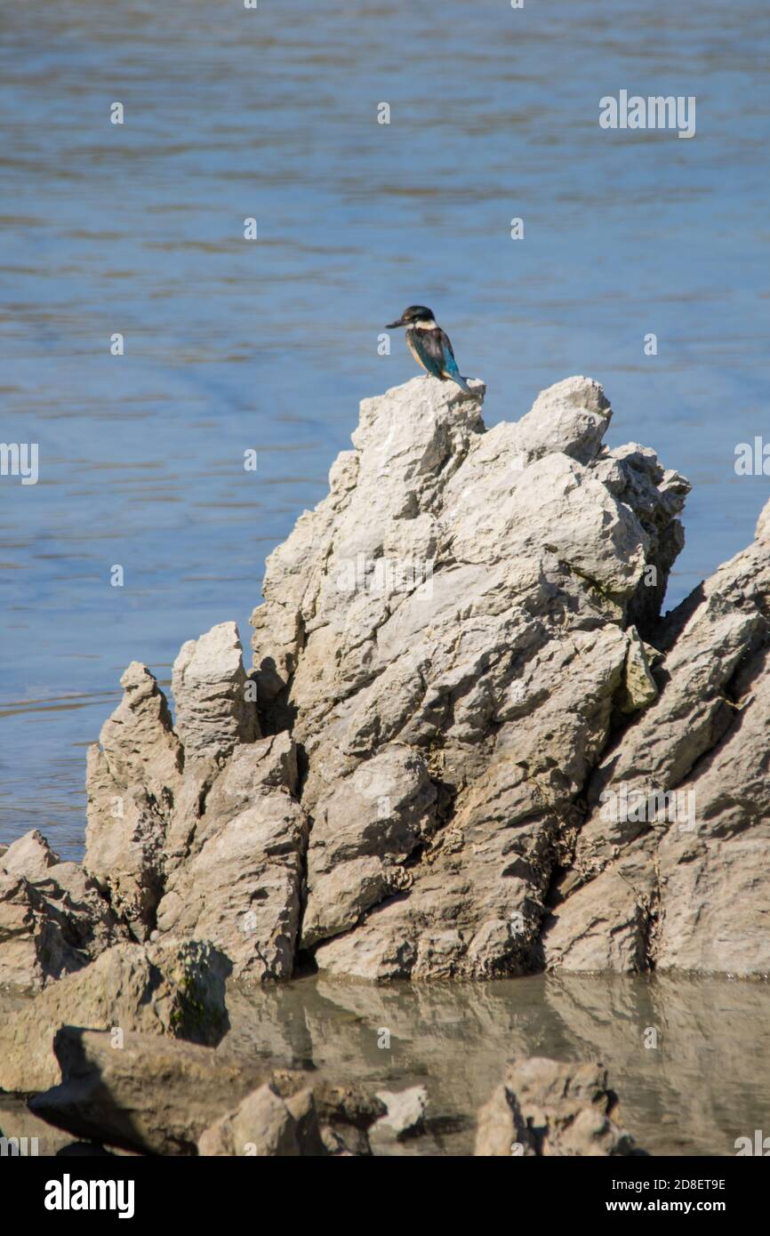 New Zealand Kingfisher (Todiramphus sanctus) conosciuto anche come Kingfisher Sacro e kotare perch su una roccia di osservazione per i pesci. Foto Stock