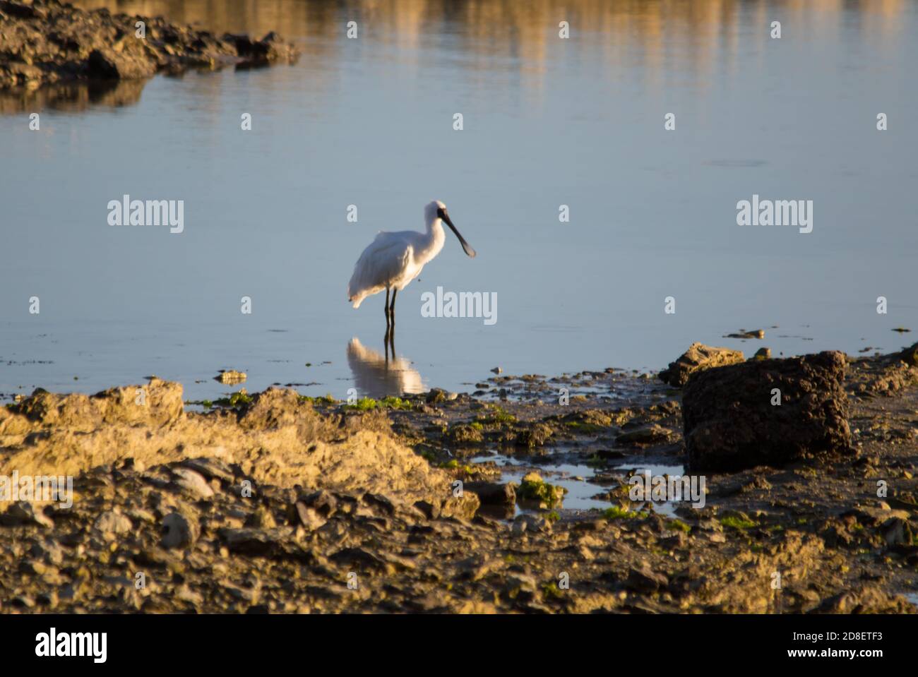 Una Royal Spoonbill (Regione di Platalea) conosciuta anche come la Black-fattura di alimentazione di Spoonbill in un torrente della Nuova Zelanda. Foto Stock