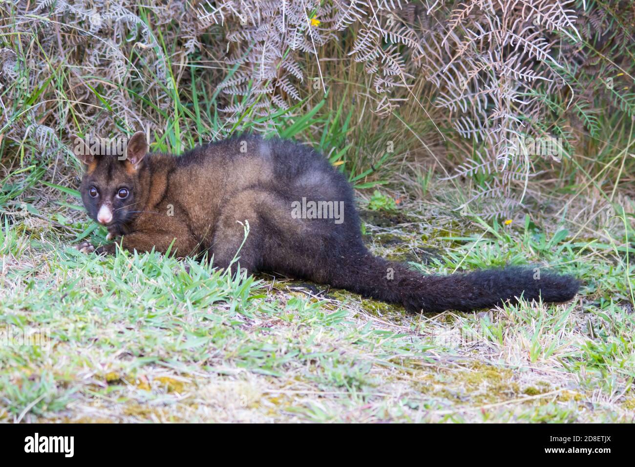 Il Possum di Brushtail comune (Trichosurus vulkecula) è stato introdotto in Nuova Zelanda nel 1850 per stabilire un'industria di pelliccia, ma è scappato nel selvaggio. Foto Stock