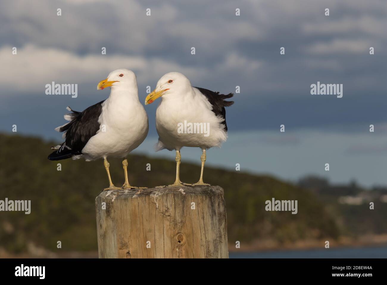 Due gabbiani di Kelp (Larus dominicanus), conosciuti anche come gabbiano domenicano e karoro, arroccati su un palo che guarda i loro dintorni. Foto Stock