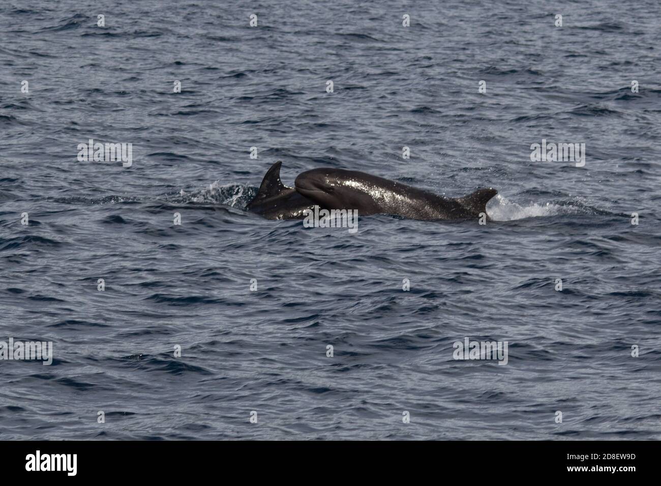 Il Falso Killer Whale (Pseudorca crassidens) è una specie di delfini oceanici. Questi esemplari sono stati fotografati al largo della Nuova Zelanda. Foto Stock