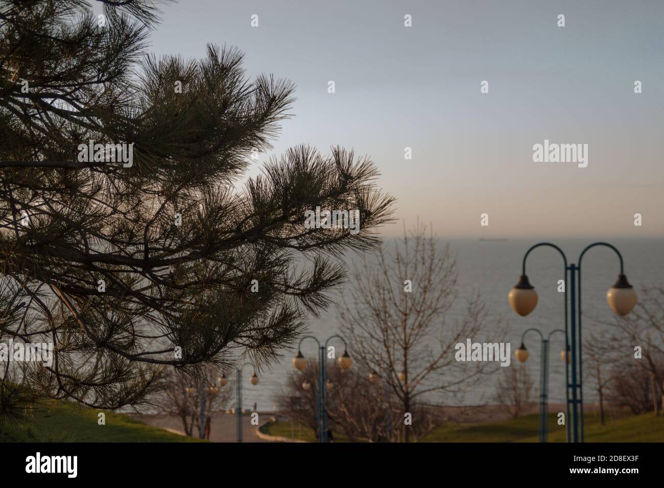 Vista del mare argine attraverso i rami di pino Foto Stock