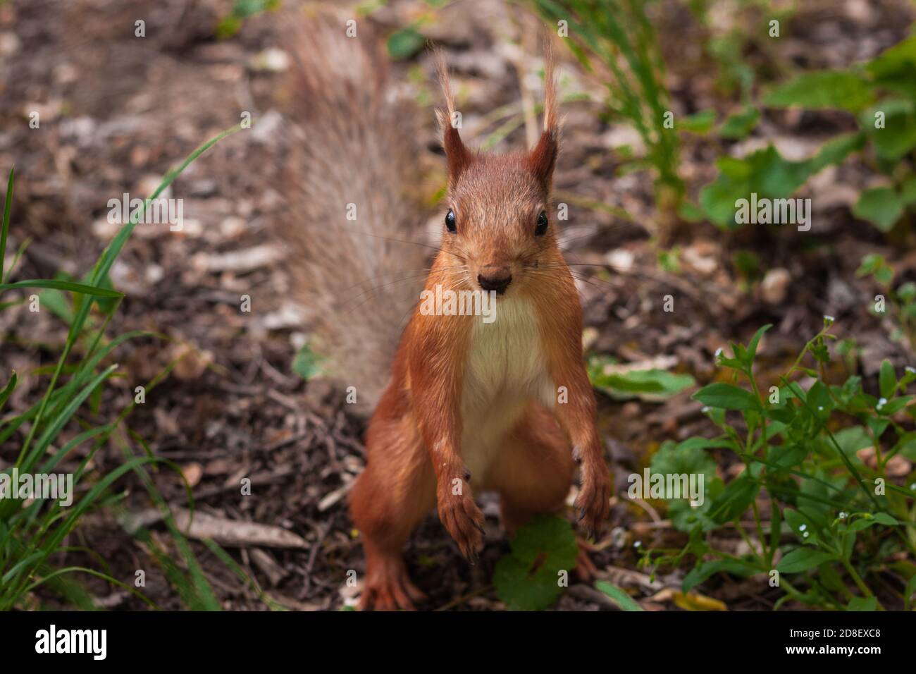 lo scoiattolo arancione si alza sulle gambe posteriori e allarga le zampe anteriori per gli abbracci. Sciurus, Tamiasciurus, scoiattoli di pino Foto Stock