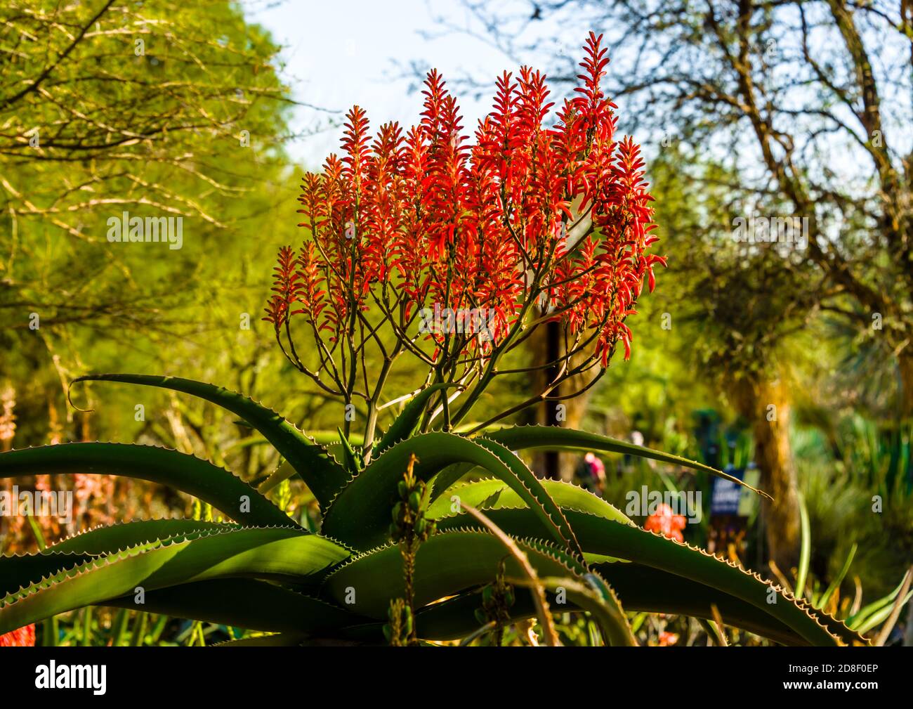 Giardino botanico del deserto, pianta di Aloe fiorente Foto Stock