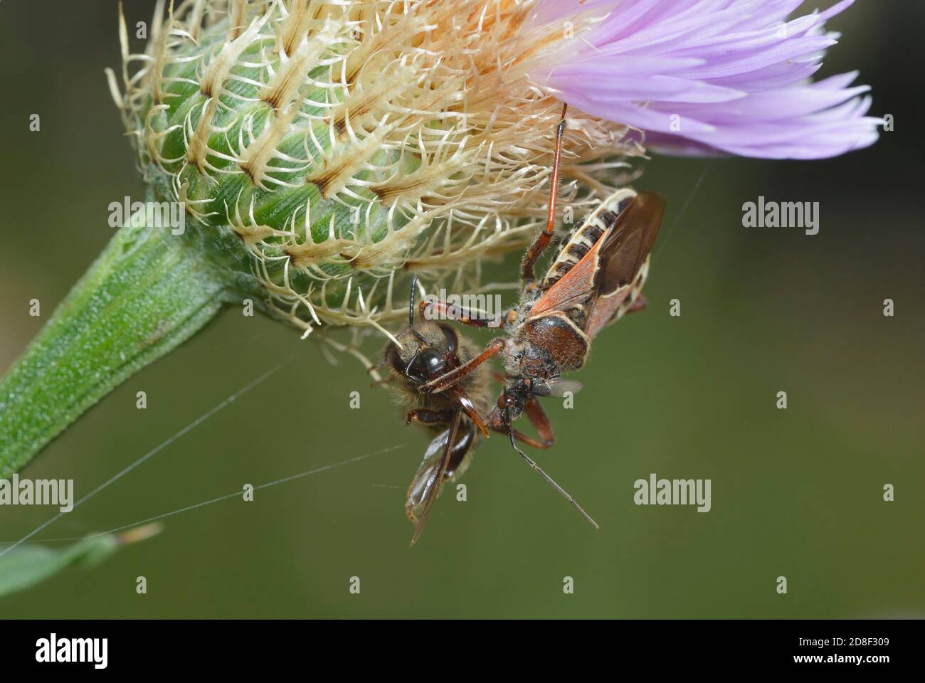Bee Assassin Bug (Apiomerus crassipes), alimentazione di adulti su Honey Bee (Apis mellifera), Hill Country, Texas centrale, Stati Uniti Foto Stock