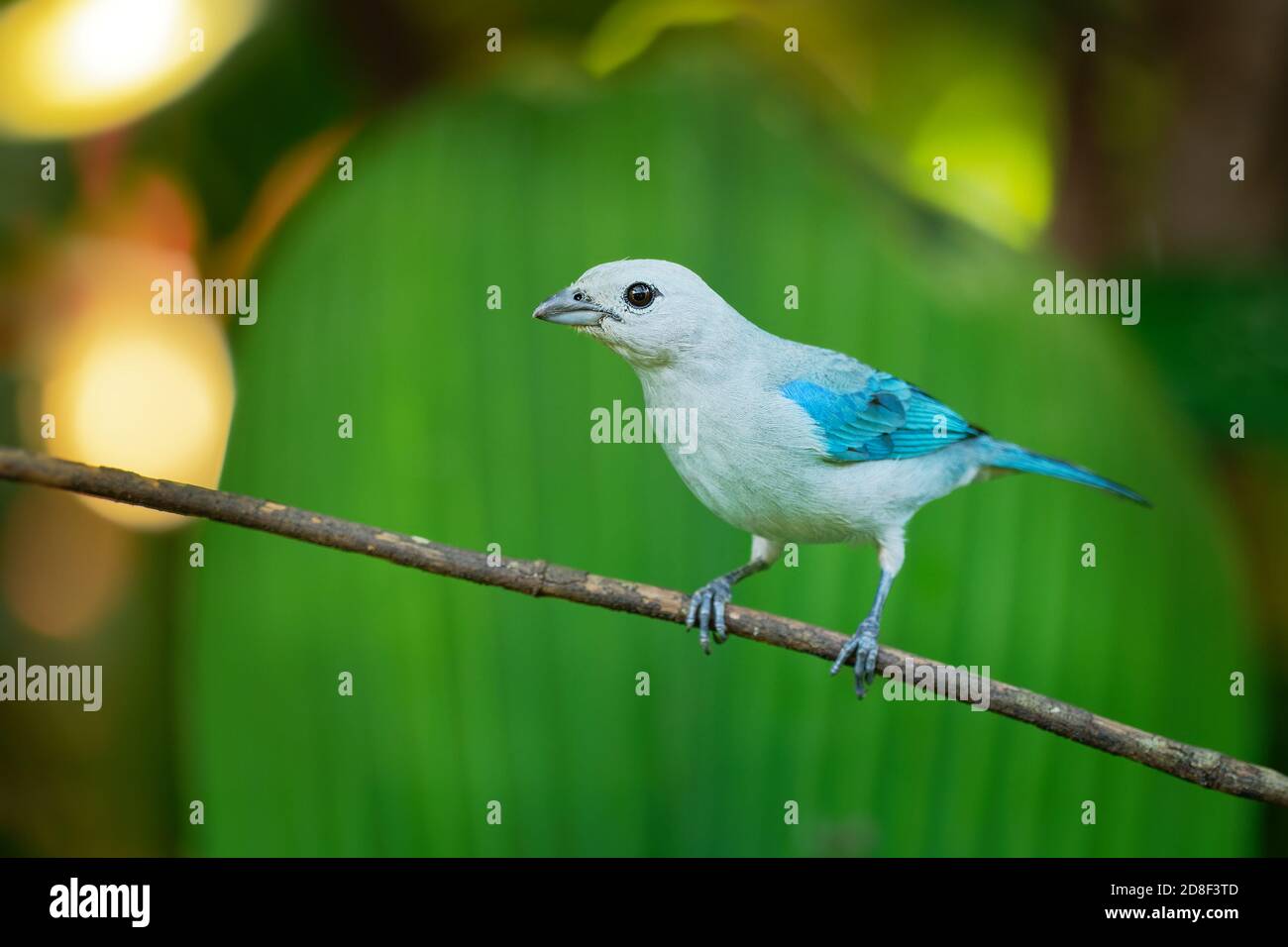 Colore grigio-blu Tanager - Tangara episcopus di medie dimensioni Sud Americana songbird della famiglia tanager, Thraupidae, gamma è dal Messico sud a nord-est Foto Stock