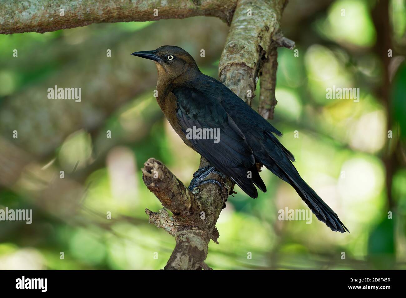 Grackle dalla coda grande - Quiscalus mexicanus o grackle messicano è un uccello passerino scuro di medie dimensioni, altamente sociale, originario del Nord e del Sud America. Foto Stock