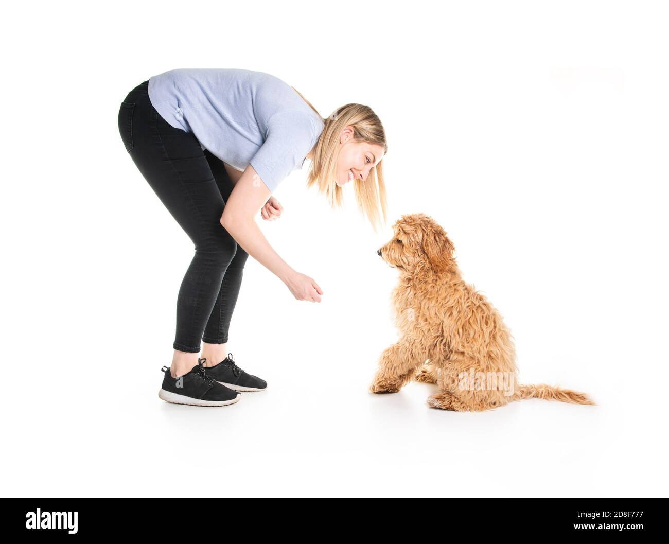 Donna trainer con il suo cane Labradoodle d'oro isolato su bianco sfondo Foto Stock