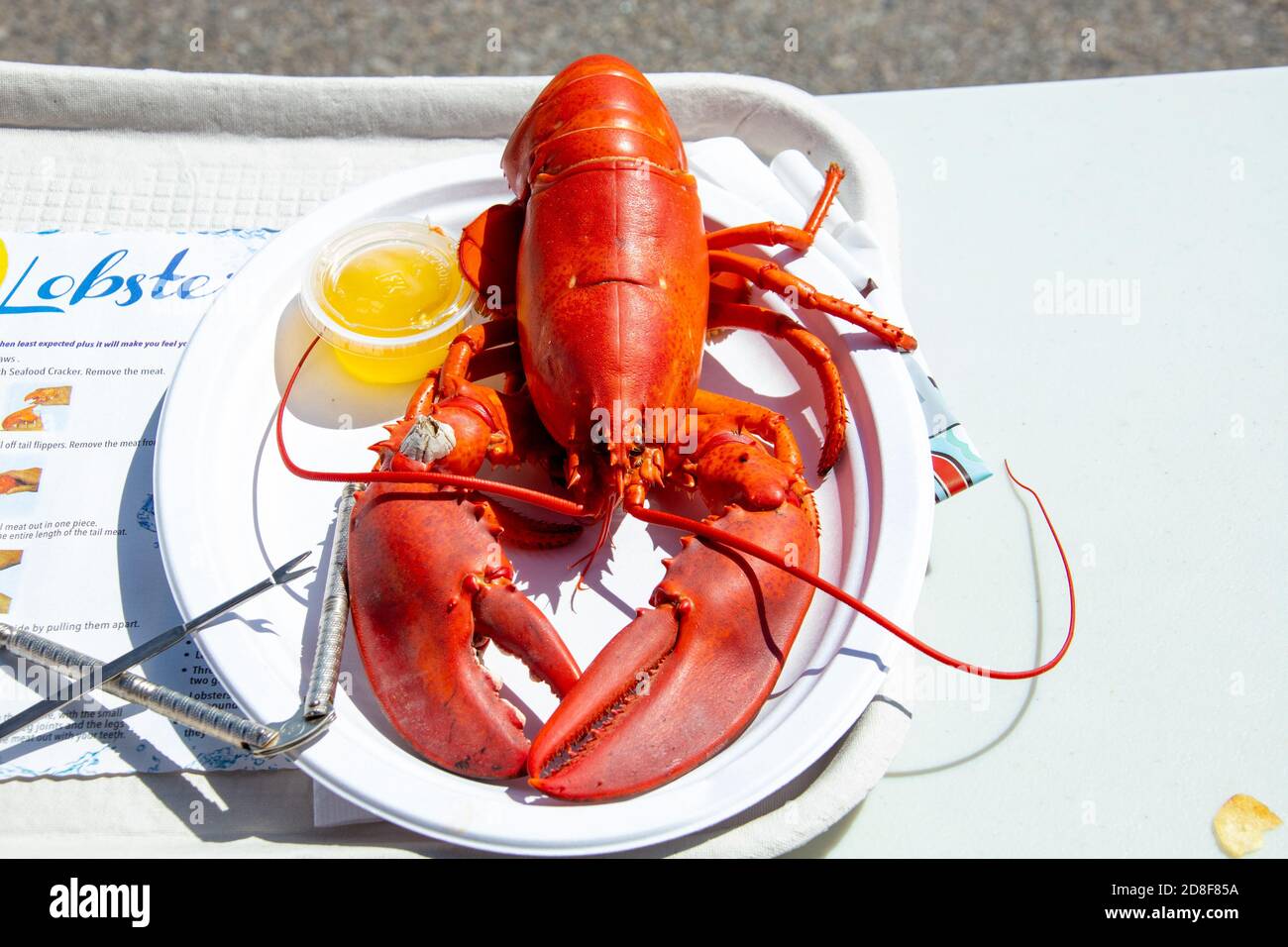 Whole Lobster Quoddy Bay Lobster Restaurant, Eastport, Maine, USA Foto Stock