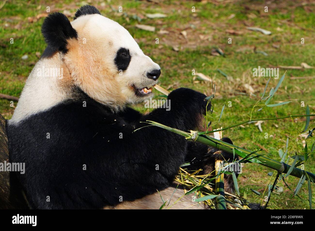 WASHINGTON, DC -22 FEB 2020 - un panda gigante bianco e nero allo Smithsonian National Zoo di Washington, DC. Foto Stock