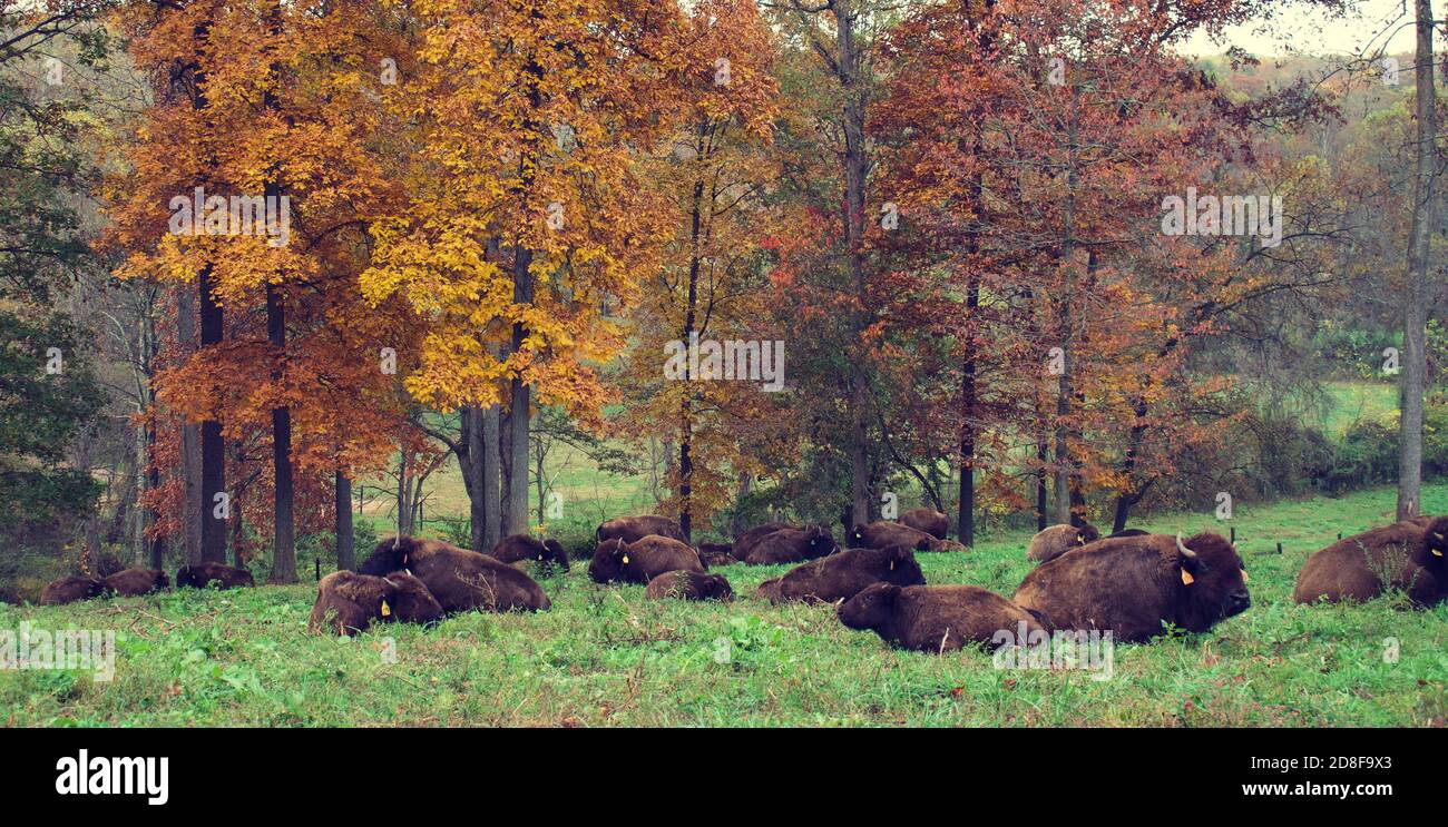 Mandria di bisonte su campo d'erba con foglie d'autunno sullo sfondo. Foto Stock Mandria di bisonte su campo d'erba con foglie d'autunno sullo sfondo. Foto Stock