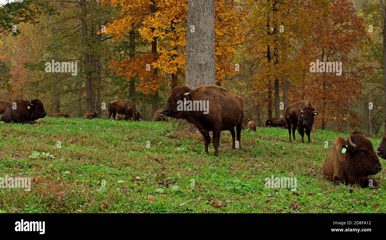 Mandria di bisonte su campo d'erba con foglie d'autunno sullo sfondo. Foto Stock