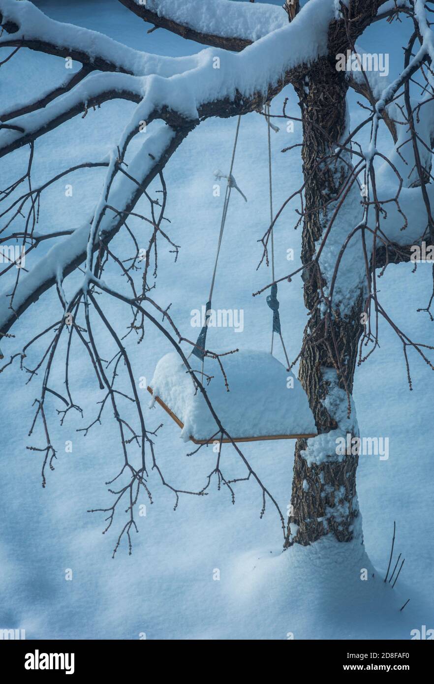 Neve fresca caduta su Elm Tree con altalena fatta in casa per bambini, Castle Rock Colorado USA. Foto scattata nel mese di ottobre. Foto Stock