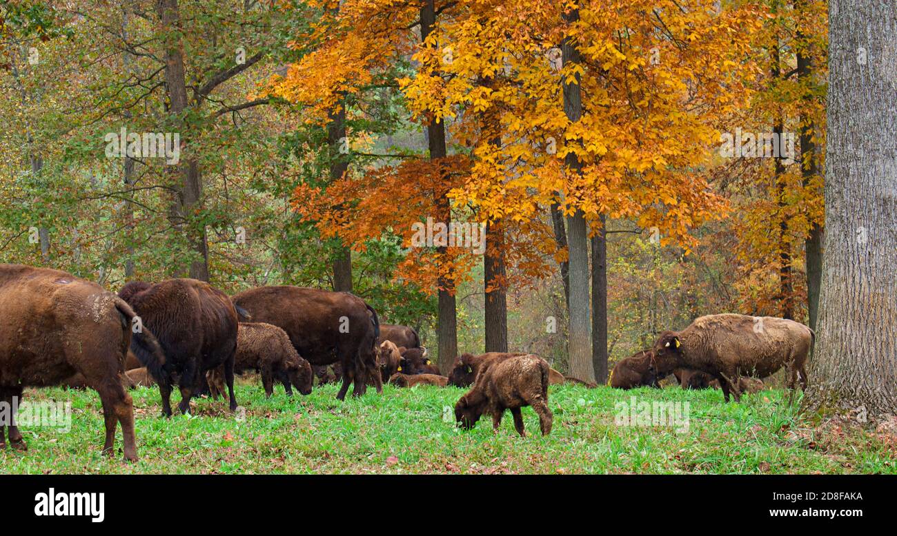 Mandria di bisonte su campo d'erba con foglie d'autunno sullo sfondo. Foto Stock Mandria di bisonte su campo d'erba con foglie d'autunno sullo sfondo. Foto Stock