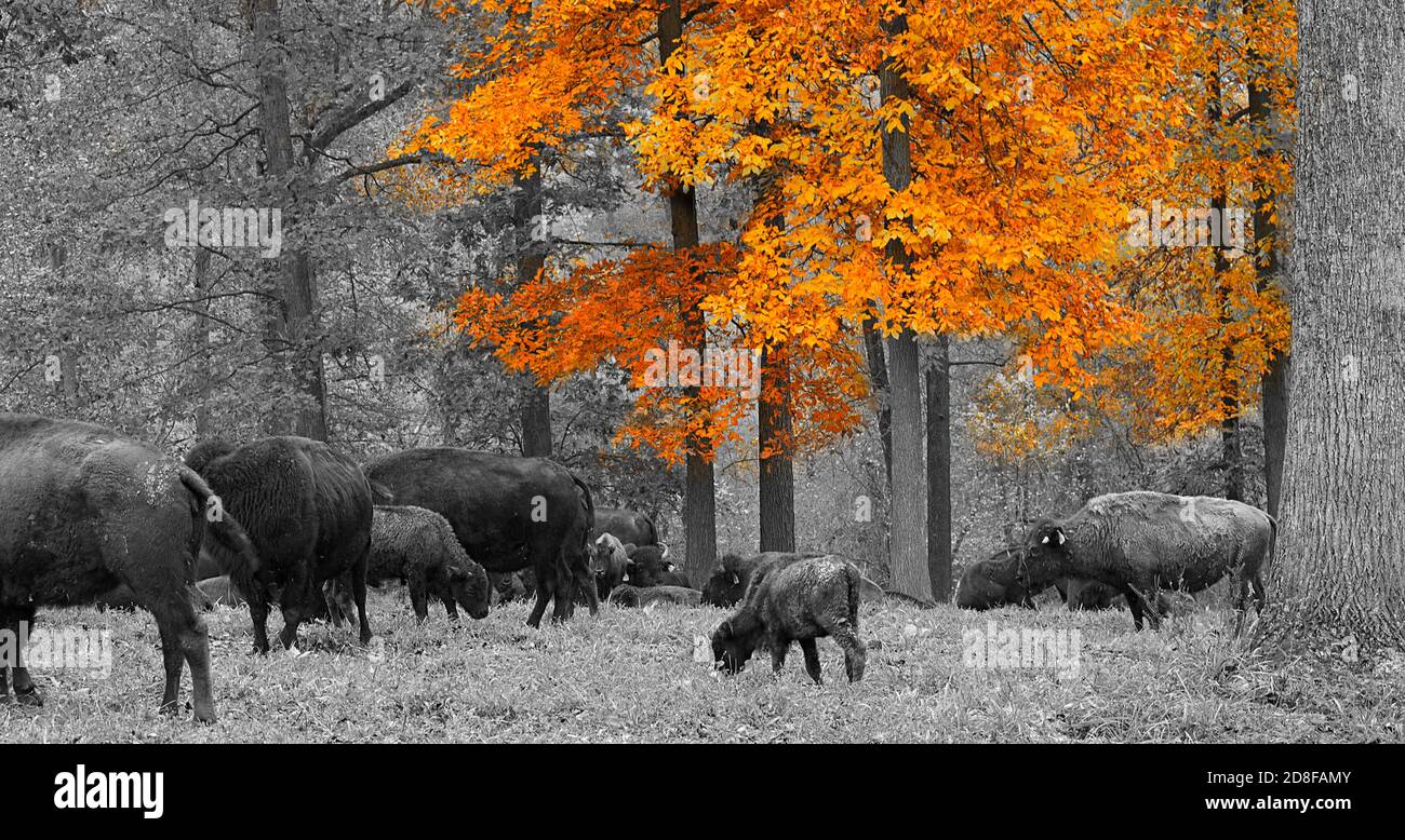 Mandria di bisonte su campo erba con foglie autunnali sullo sfondo, concentrarsi sul vitello con spruzzi di colore arancio. Foto Stock Mandria di bisonte su campo erba con foglie autunnali sullo sfondo, concentrarsi sul vitello con spruzzi di colore arancio. Foto Stock
