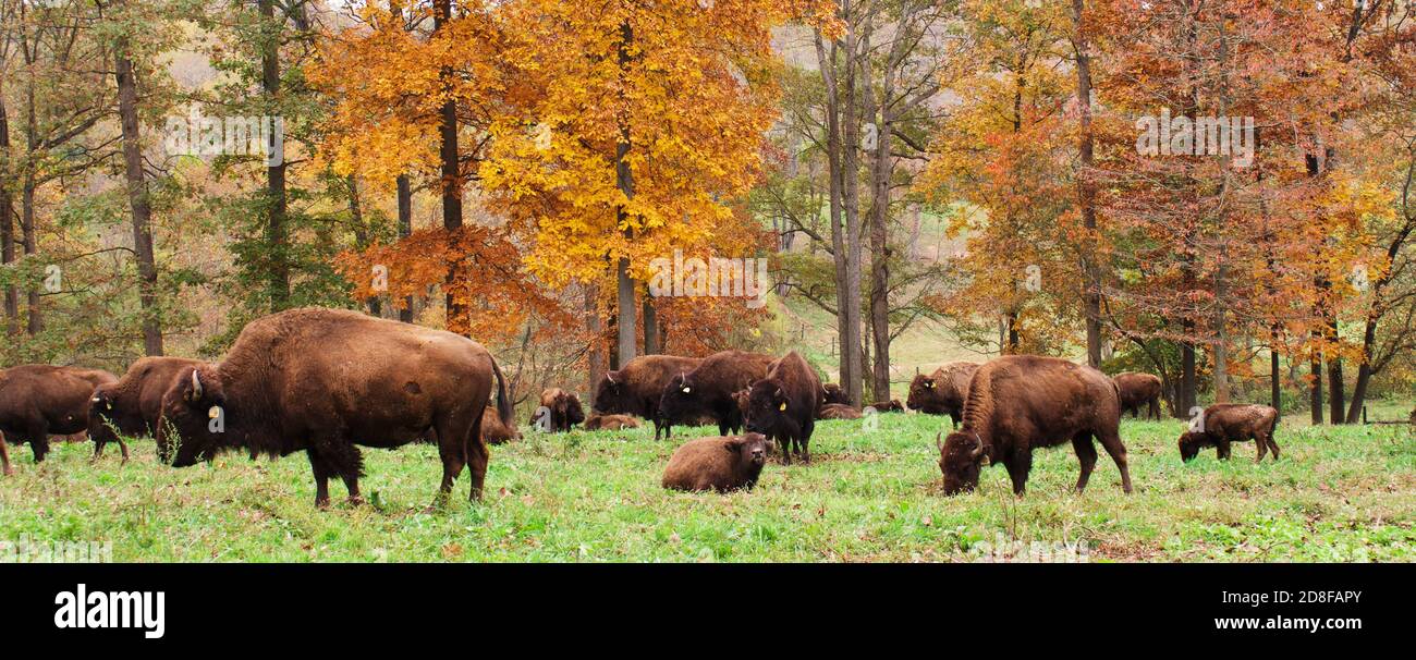 Mandria di bisonte su campo d'erba con foglie d'autunno sullo sfondo. Foto Stock Mandria di bisonte su campo d'erba con foglie d'autunno sullo sfondo. Foto Stock