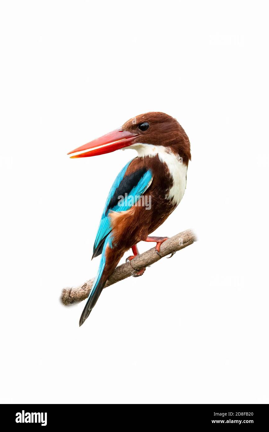 Kingfisher con gola bianca su un persico isolato su sfondo bianco Foto Stock