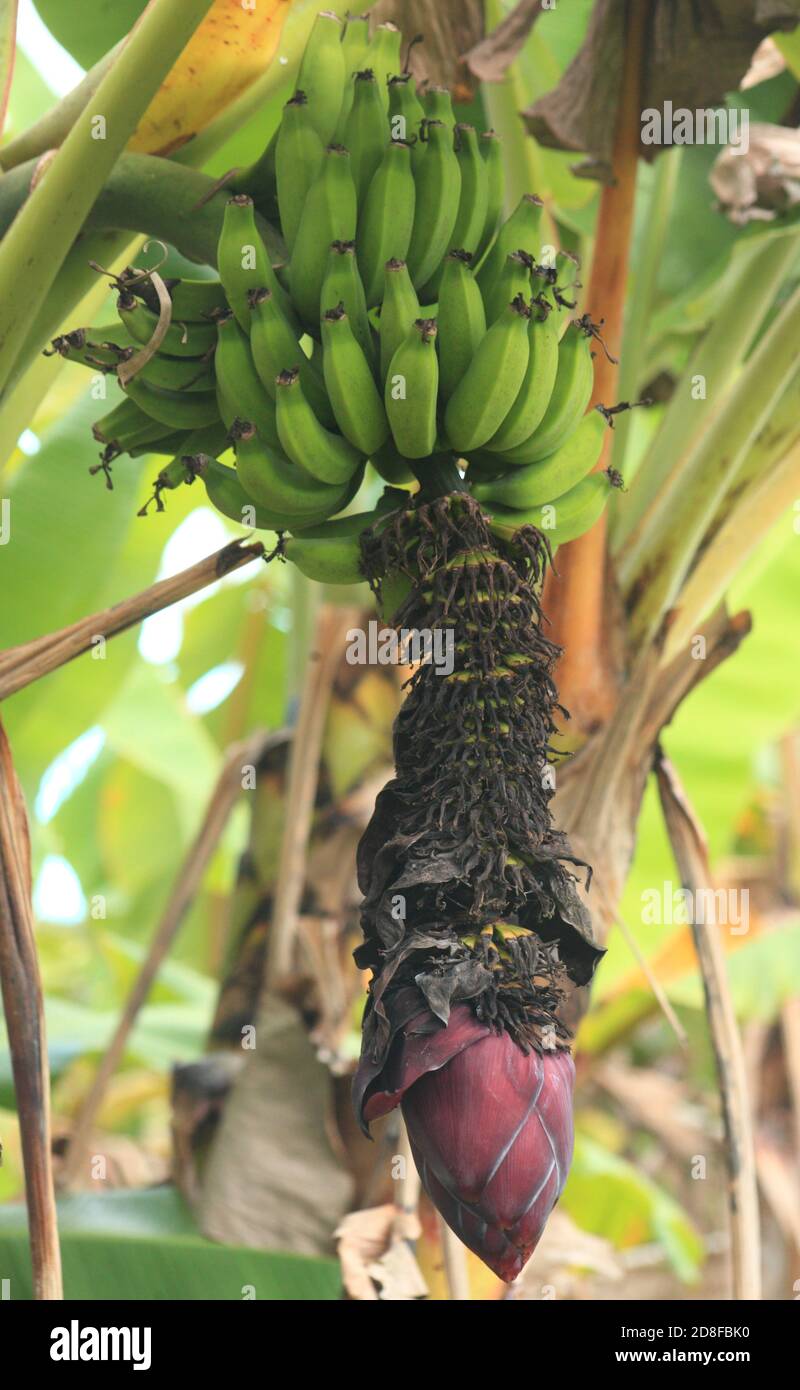 Banane Foto Stock