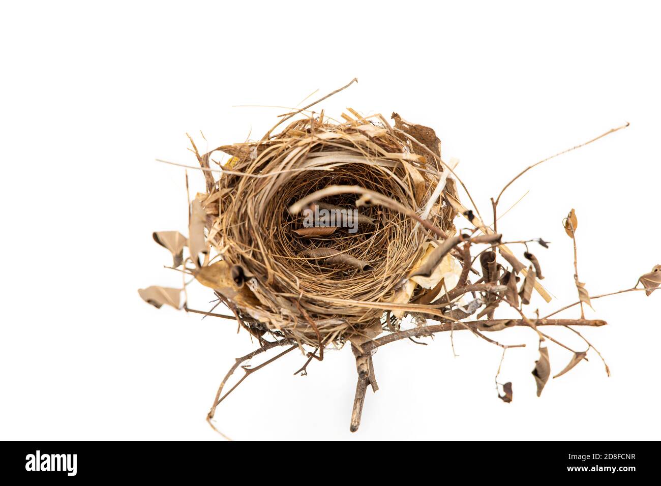 Vero nido d'uccello isolato su sfondo bianco. Foto Stock