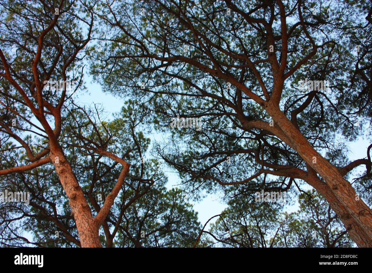 verde fogliame di alberi e rami e tronchi di pino Nella campagna toscana contro il cielo in italia Foto Stock