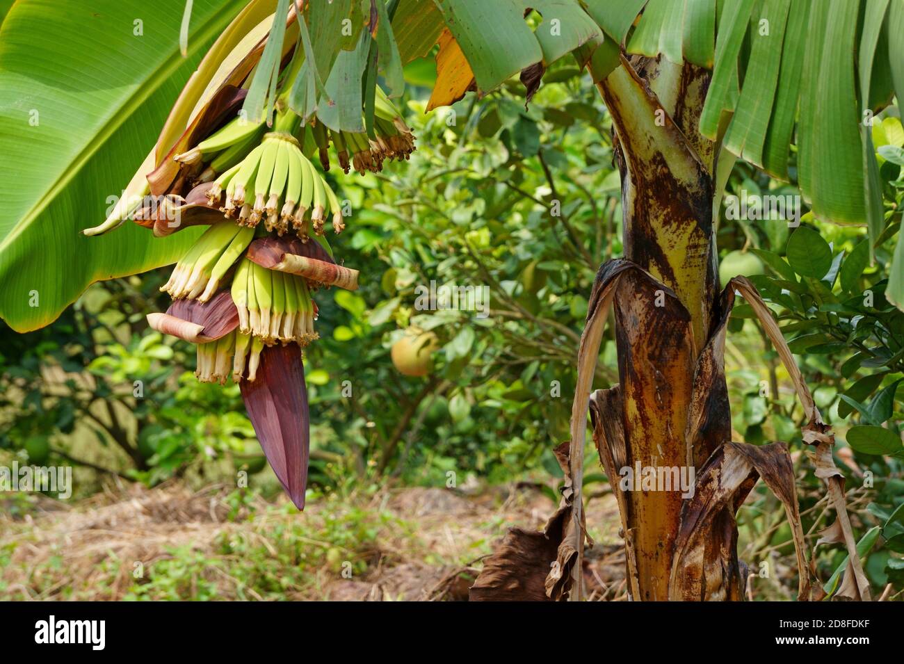 Primo piano di fiori di banana su albero nel giardino Foto Stock