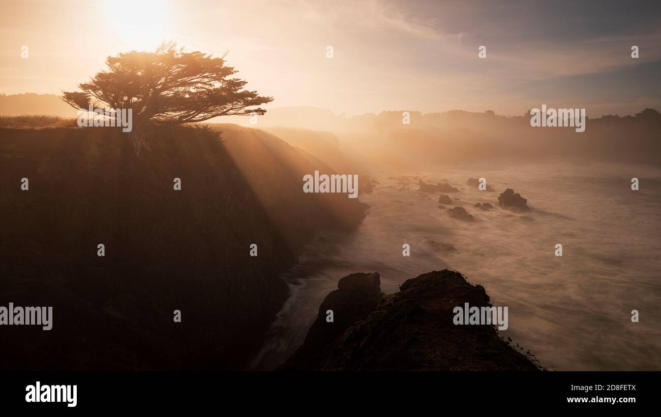 Lone tree e raggi del sole nella caraffa maniglia state Nature Reserve sulla costa pacifica della California. Foto Stock