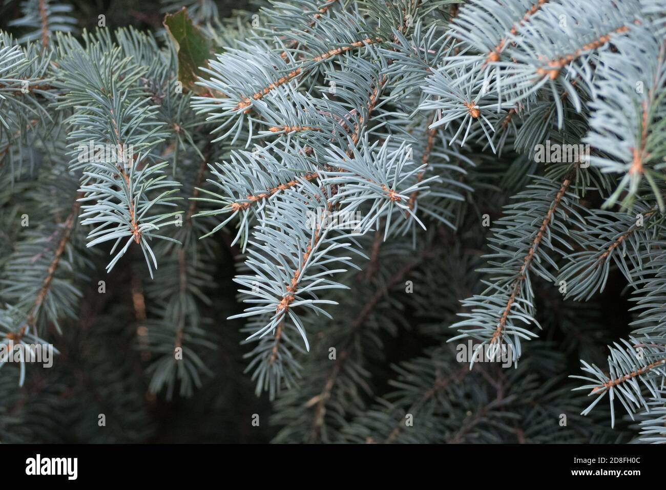 Blue Pine giapponese a ago corto in Ontario, Canada, Nord America Foto Stock