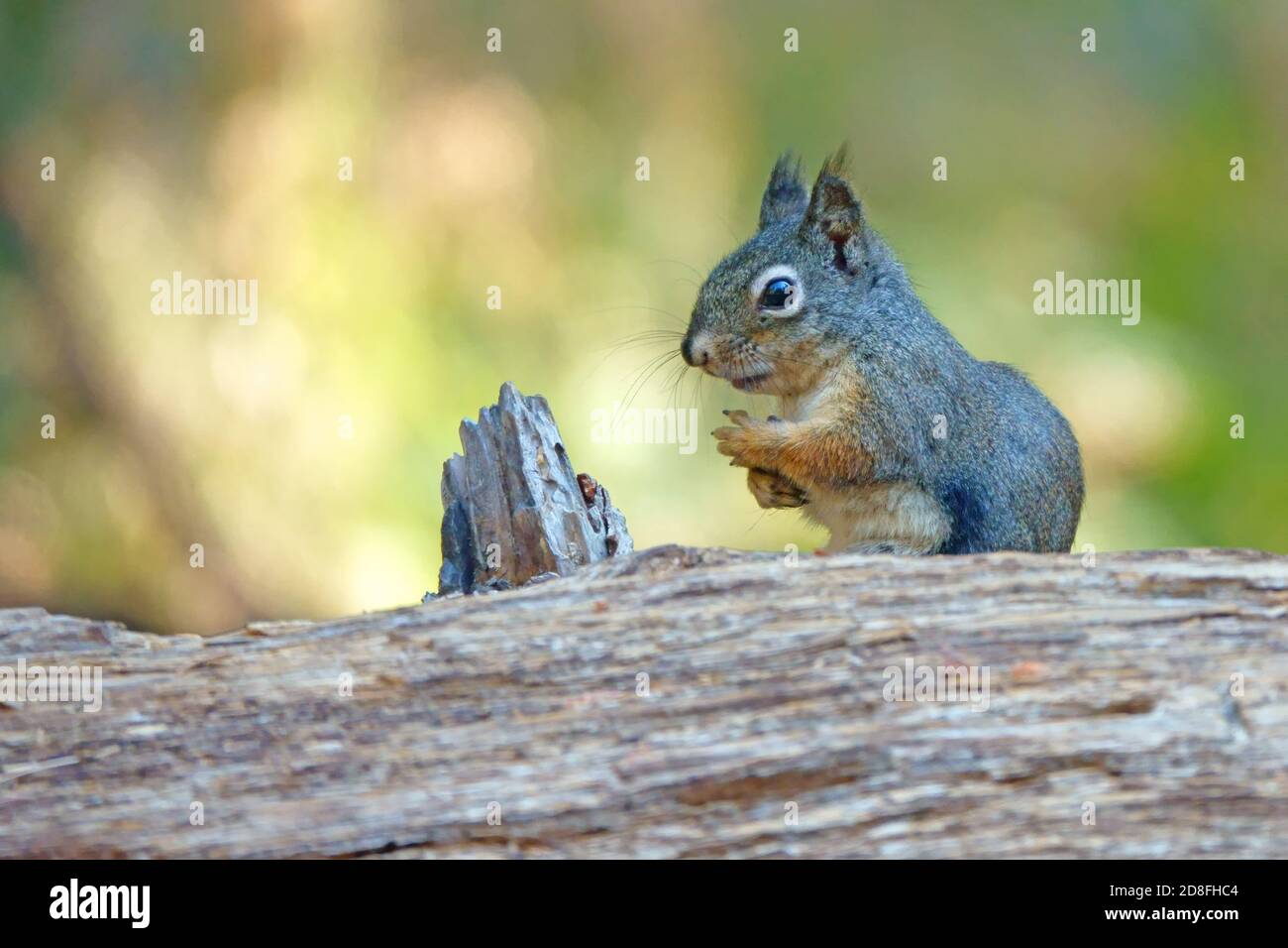 Uno scoiattolo Douglas è mostrato riposarsi su un ceppo nella foresta durante un giorno di autunno. Foto Stock