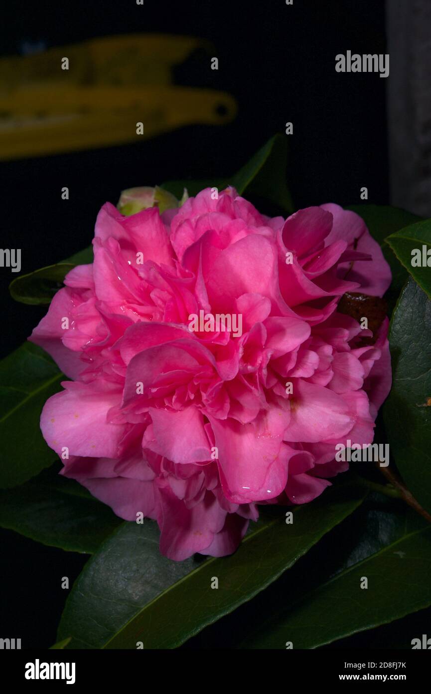 Camellia non è originaria dell'Australia, ma è oggi più comune della maggior parte delle piante autoctone ed è una caratteristica di molti giardini dell'Australia meridionale. Foto Stock