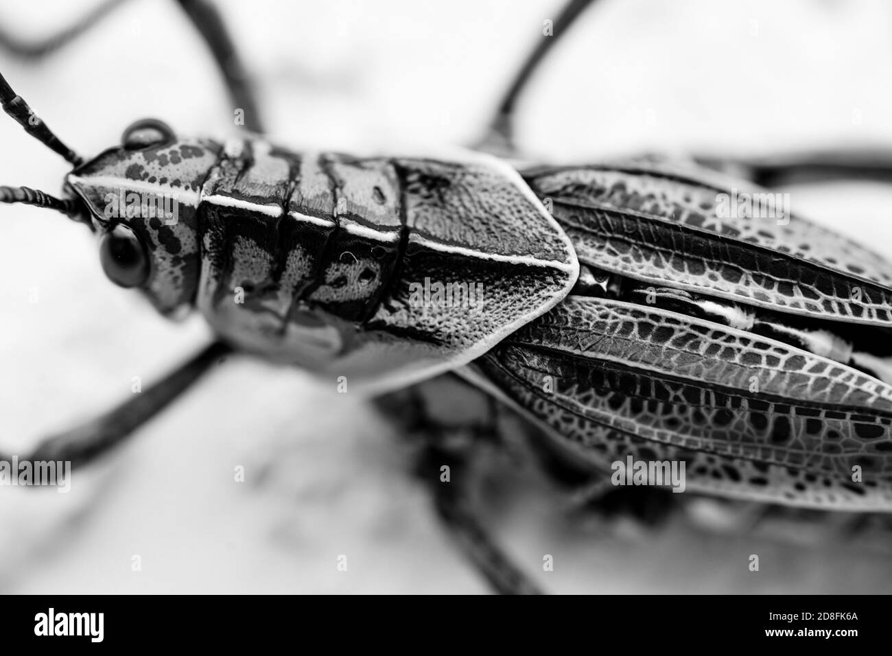 Immagine in scala di grigi di grasshopper Foto Stock