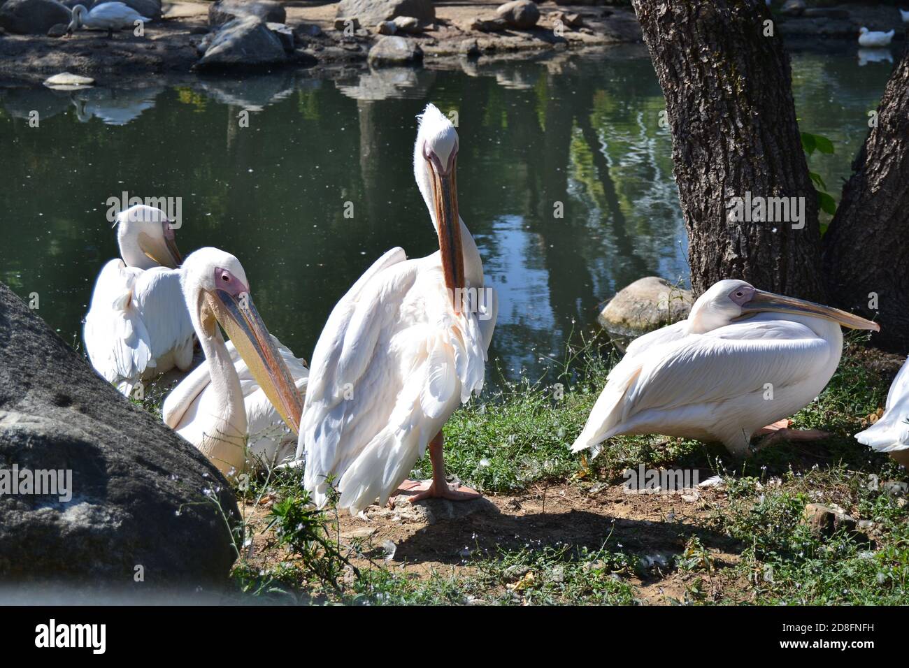 Uccelli selvatici nello zoo.. I pellicani riposano sulle rocce in giornata di sole. Bursa, Turchia. Zoo Park. Foto Stock