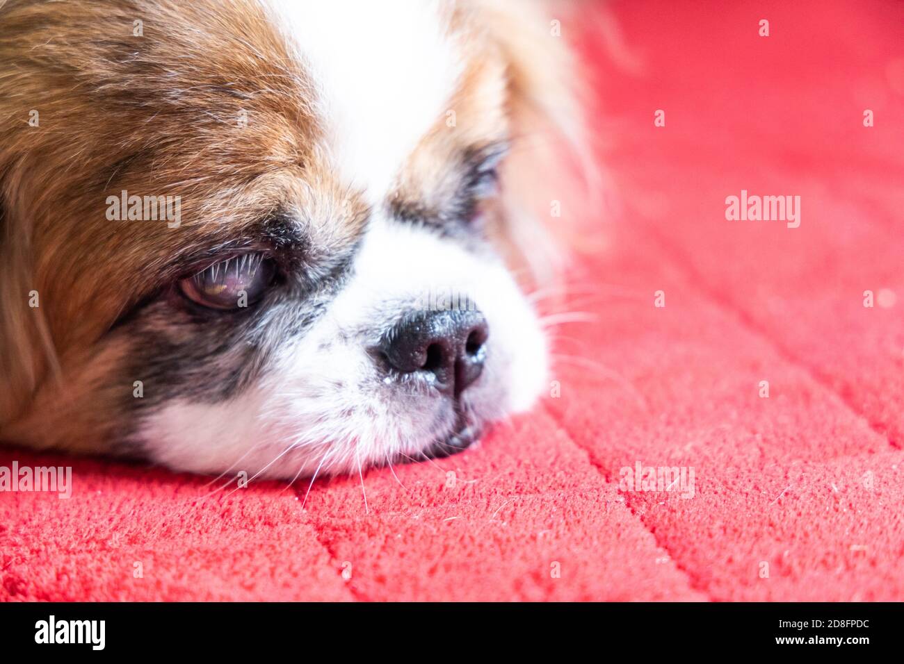 Cane pekinese cieco di vecchiaia con cataratta su entrambi gli occhi Foto Stock
