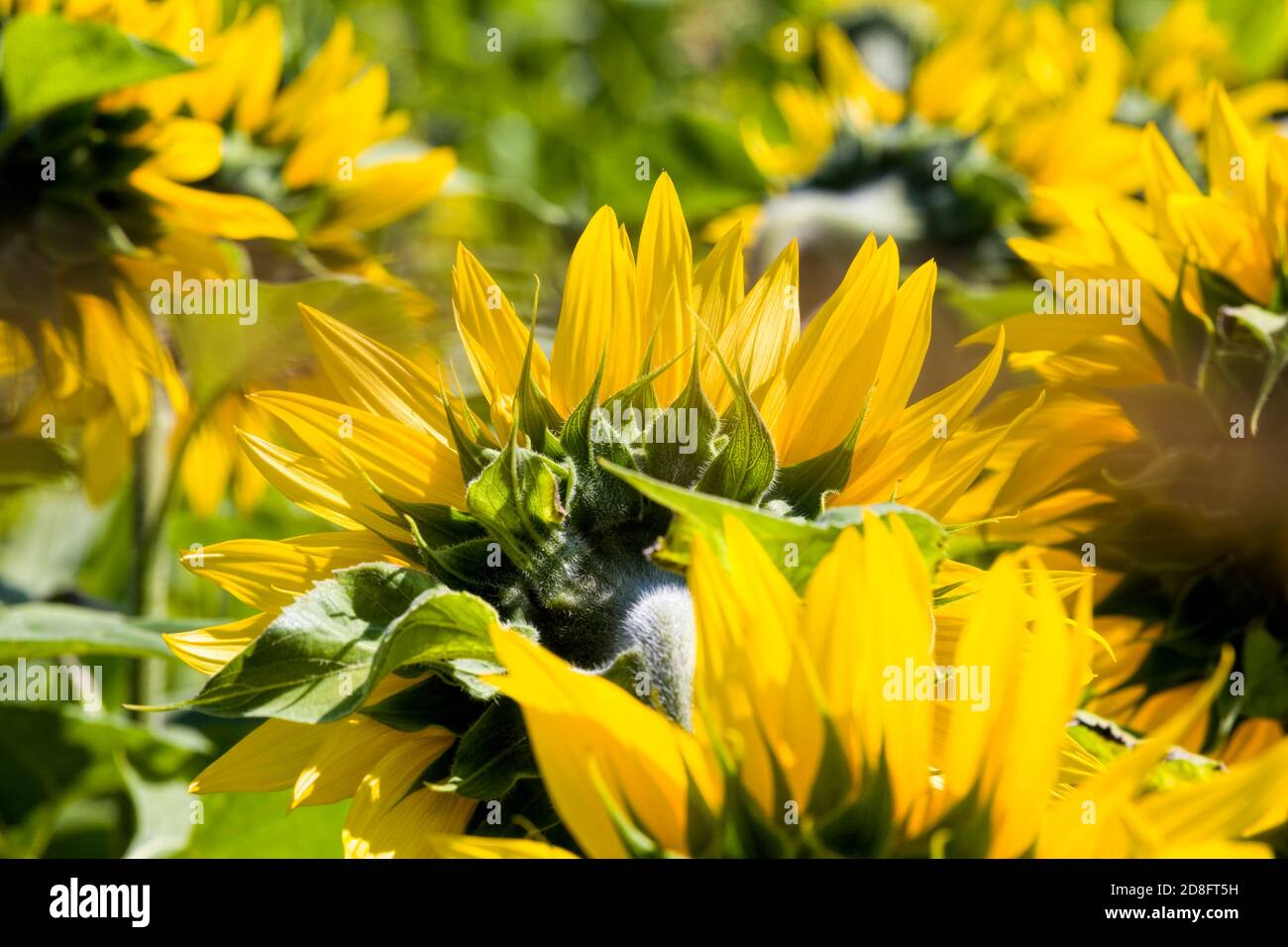 girasoli sono cresciuti Foto Stock