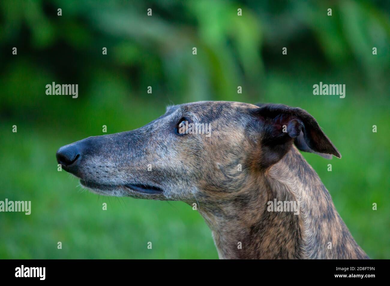 Spagnolo Greyhound Galgo prestare attenzione per il cibo dopo aver saltato intorno Foto Stock