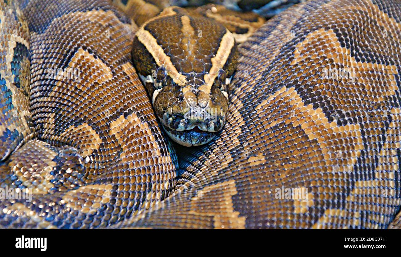 Pirone geroglifico, o pitone rock (lat. La seba di Python è un serpente non venomous molto grande fatto di pitoni reali Foto Stock