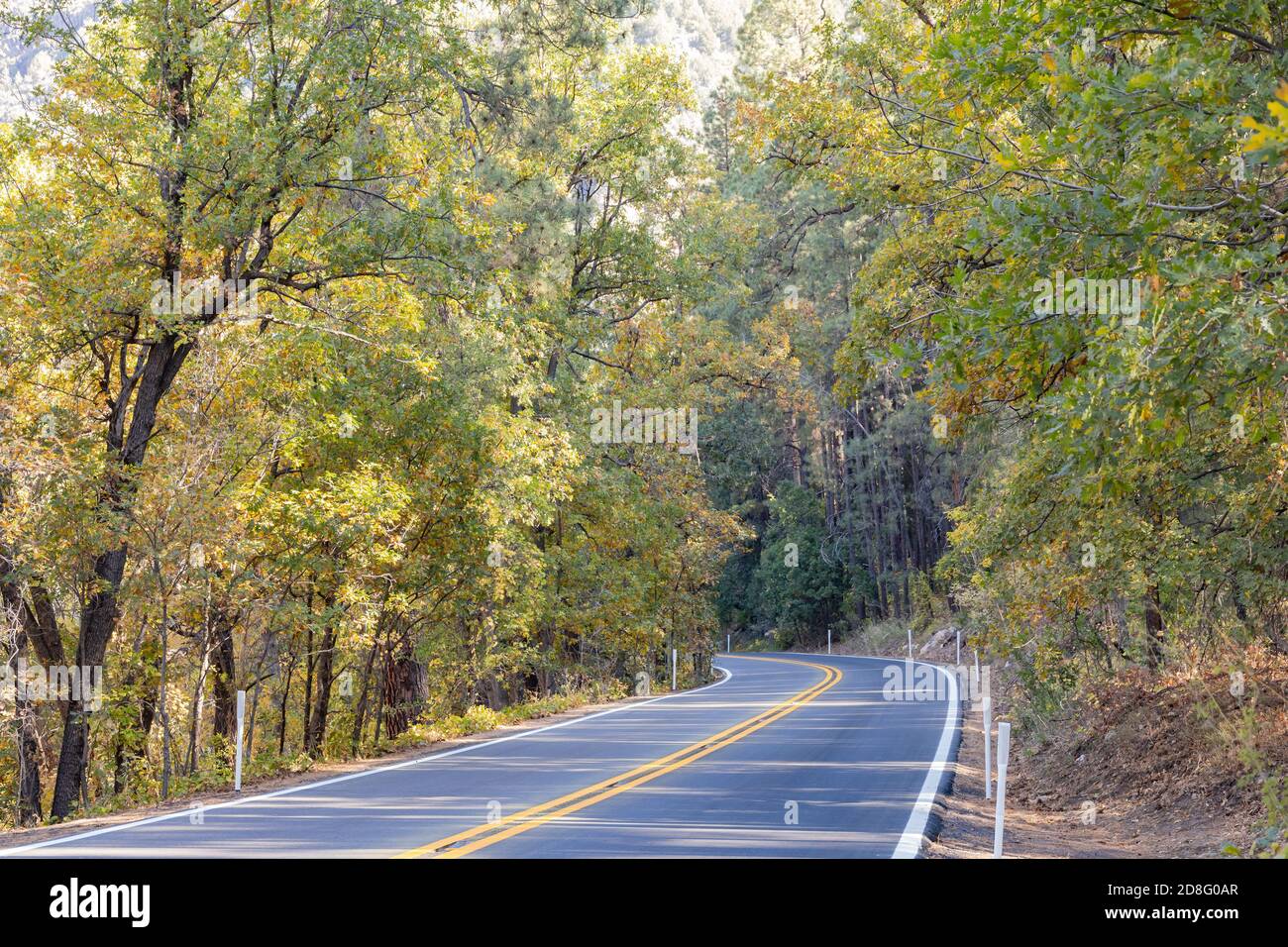 Splendido colore autunnale intorno alla Coconino National Forest a Sedona, Arizona Foto Stock