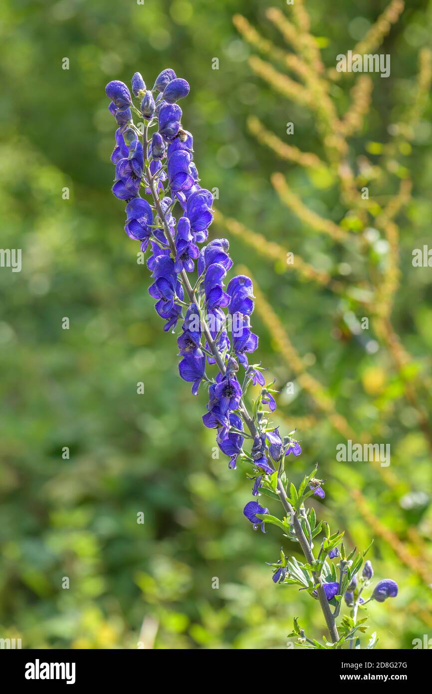 Monkshood Plant - Aconitum firmum subsp. Moravicum, impianto di fioritura di beatufil da prati dell'Europa centrale, Repubblica Ceca. Foto Stock